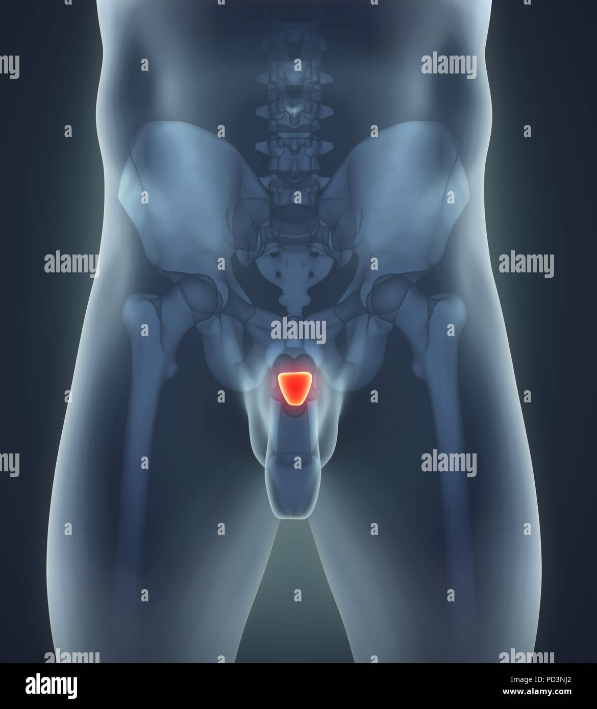 Der menschlichen Prostata Stockfoto