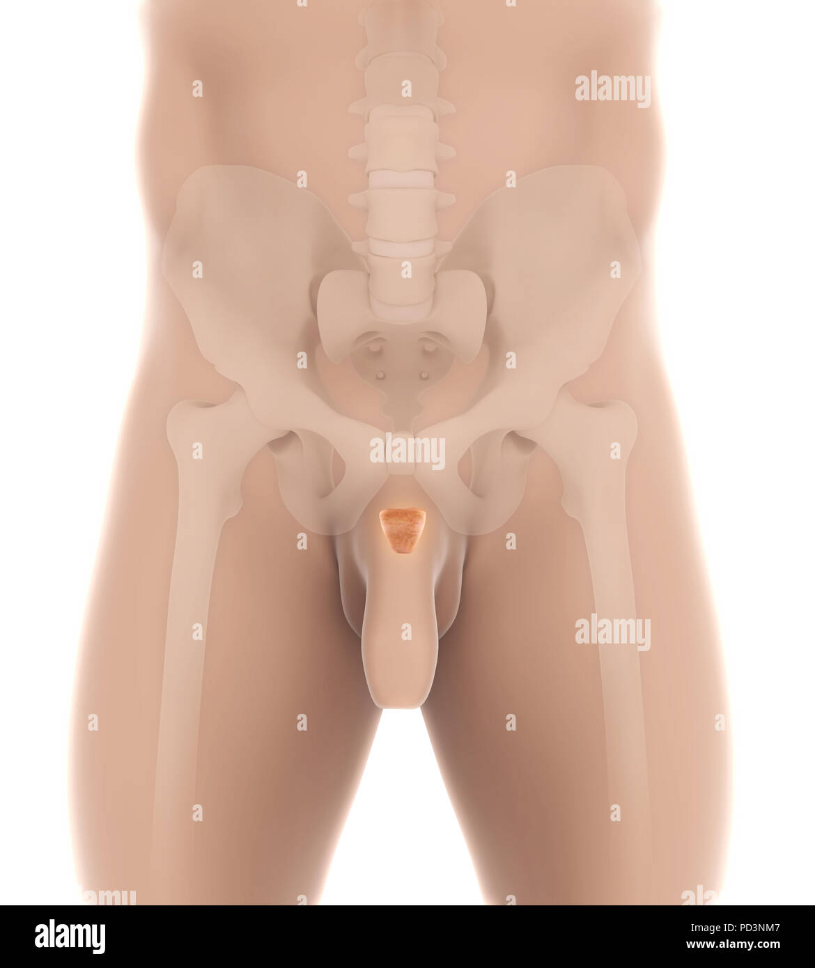 Der menschlichen Prostata Stockfoto