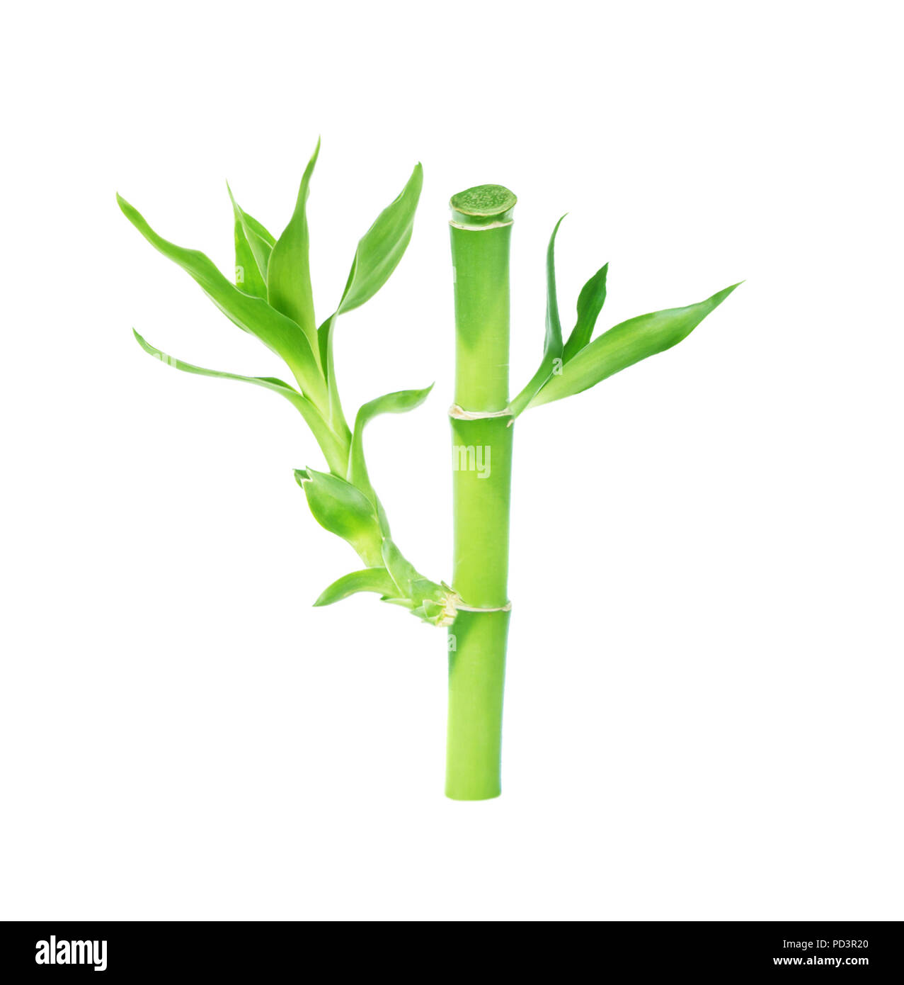 Stamm der Lucky Bamboo (Dracaena Sanderiana) mit grünen Blättern, auf weißem Hintergrund Stockfoto