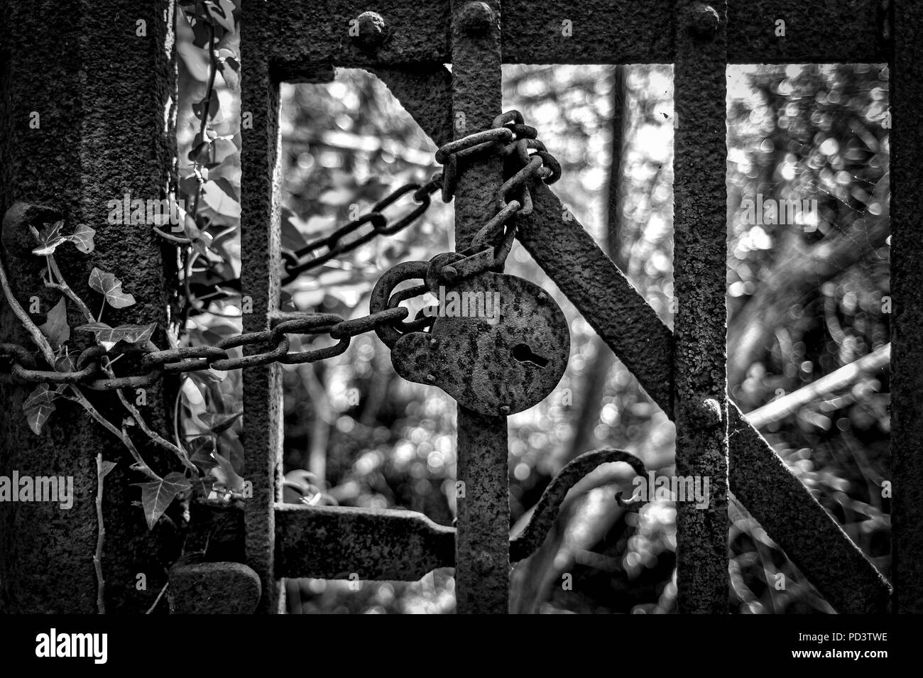 Schließen upof eine rostige Vorhängeschloss und Kette auf einem alten Eisernen Tor, Schwarz und Weiß Stockfoto