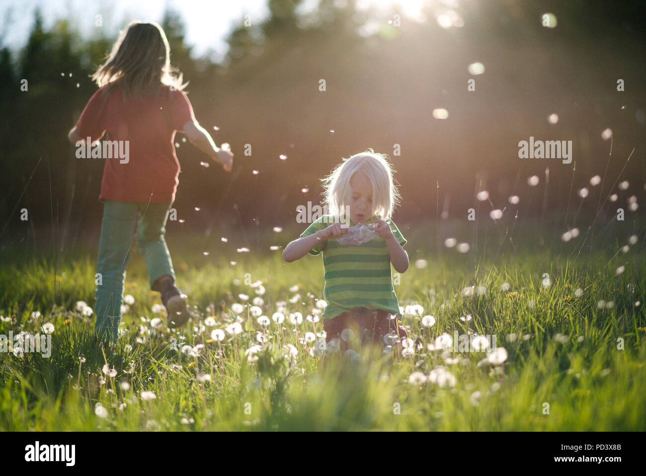 Brüder spielen und bläst Löwenzahn in der grünen Wiese Stockfoto
