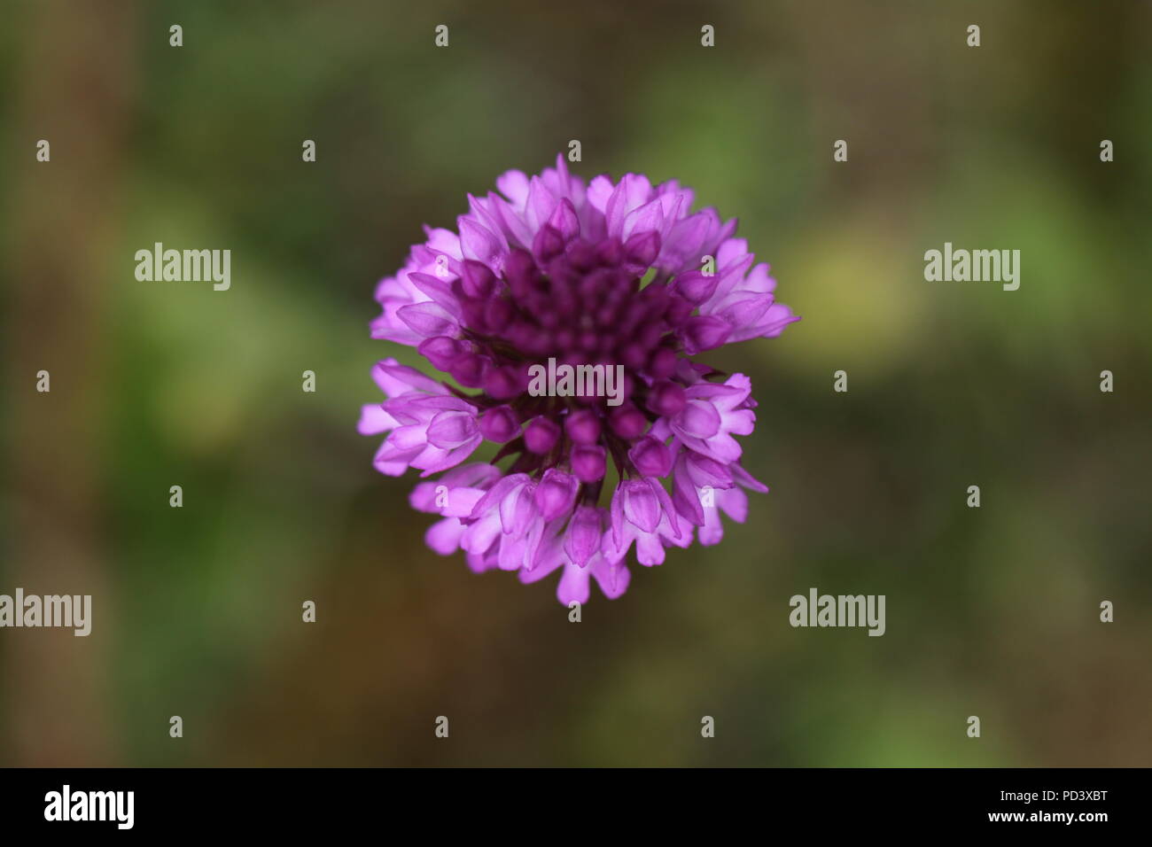 Blick auf (Anacamptis pyramidalis) von oben. Foto in einem Hampshire woodland Clearing in 2011 Stockfoto
