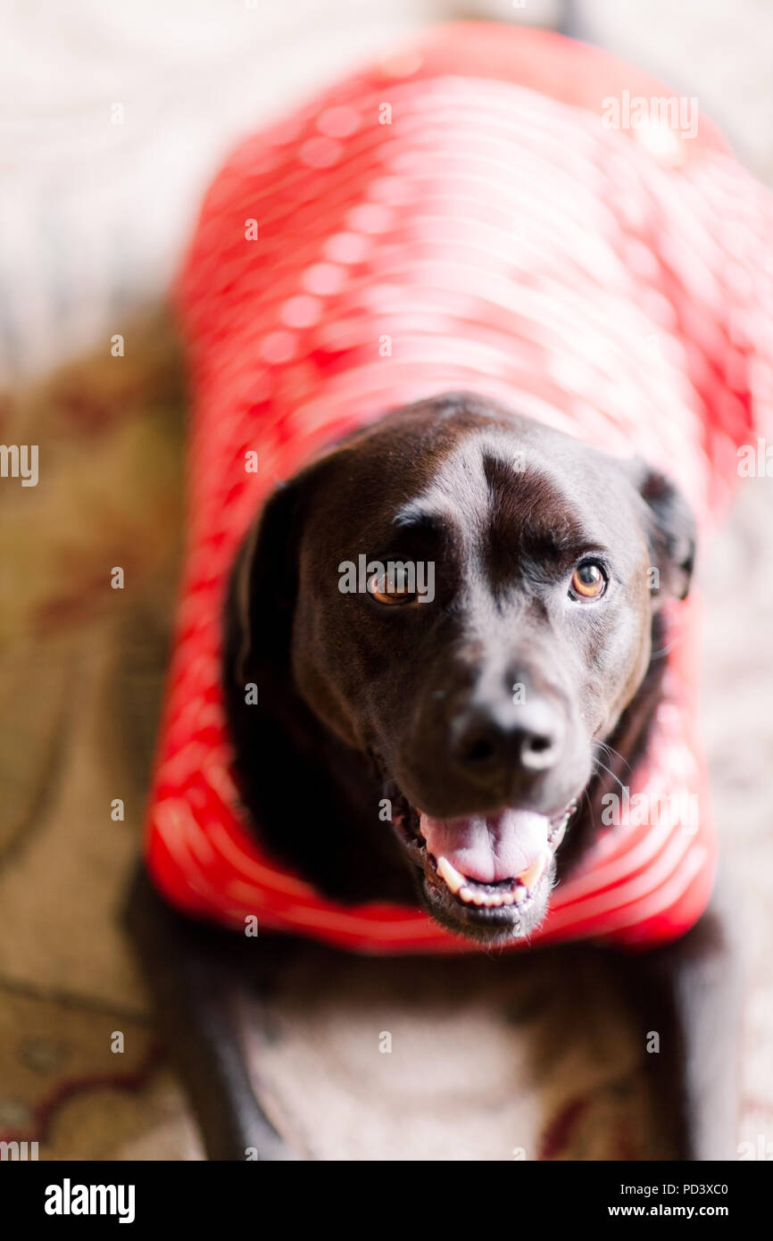 Hund im T-Shirt auf dem Boden Stockfoto