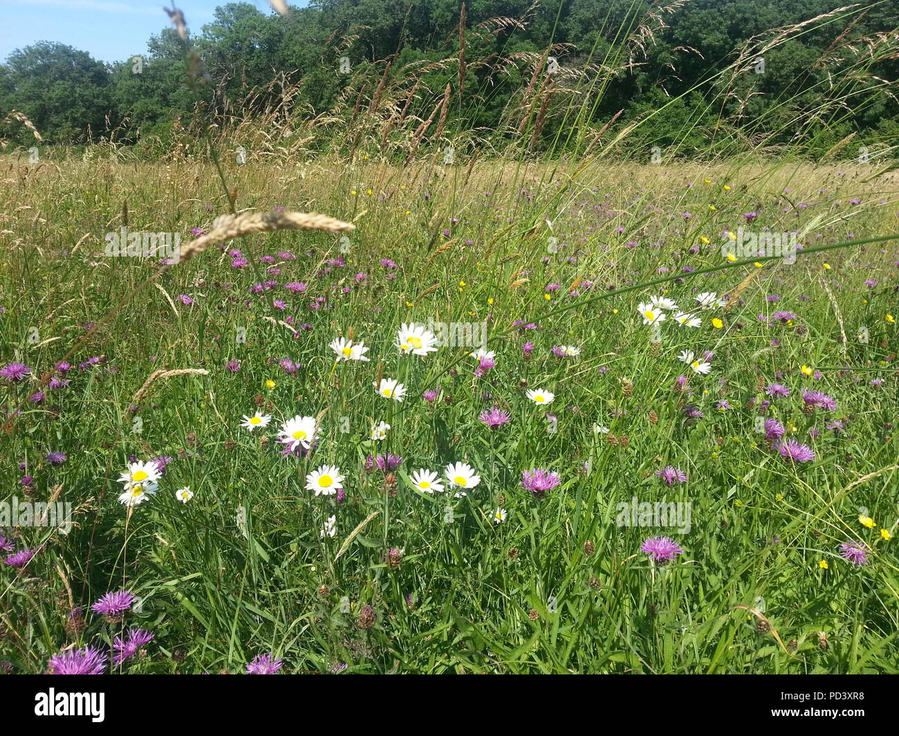 Ein weder Wildflower artenreiche Auenlandschaften Wiese an Moor Copse Nature Reserve in der Nähe von Reading, Berkshire, Großbritannien. Im Jahr 2013 ergriffen Stockfoto