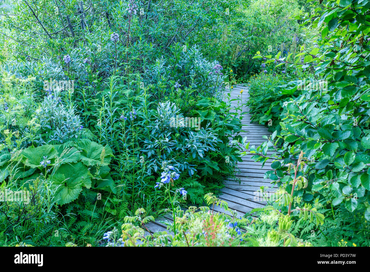 Frankreich, Hautes Alpes, Villar d'Arene, alpinen botanischen Garten von Lautaret // Frankreich, Alpes-de-Haute-Provence (05), Villar-d'Arène, Jardin Alpin du Lautaret, la Mé Stockfoto