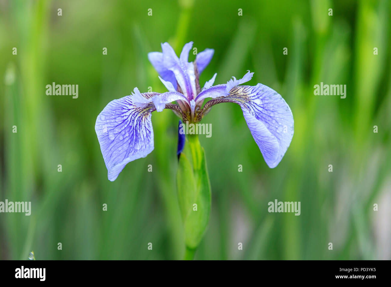 Iris Setosa oder Borsten-spitz Iris, Frankreich, Hautes Alpes, Villar d'Arene, alpinen botanischen Garten von Lautaret Stockfoto