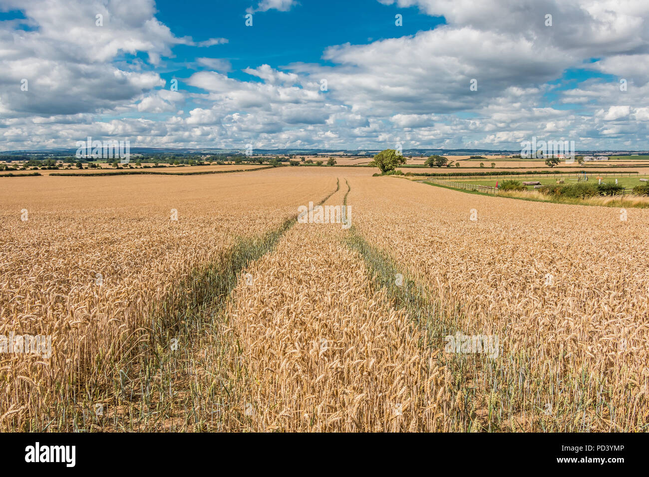 Ein Feld von reifem Weizen bereit für die Ernte unter einem grossen Himmel mit Wolken bei Foxberry Farm, Caldwell, North Yorkshire, Großbritannien Stockfoto