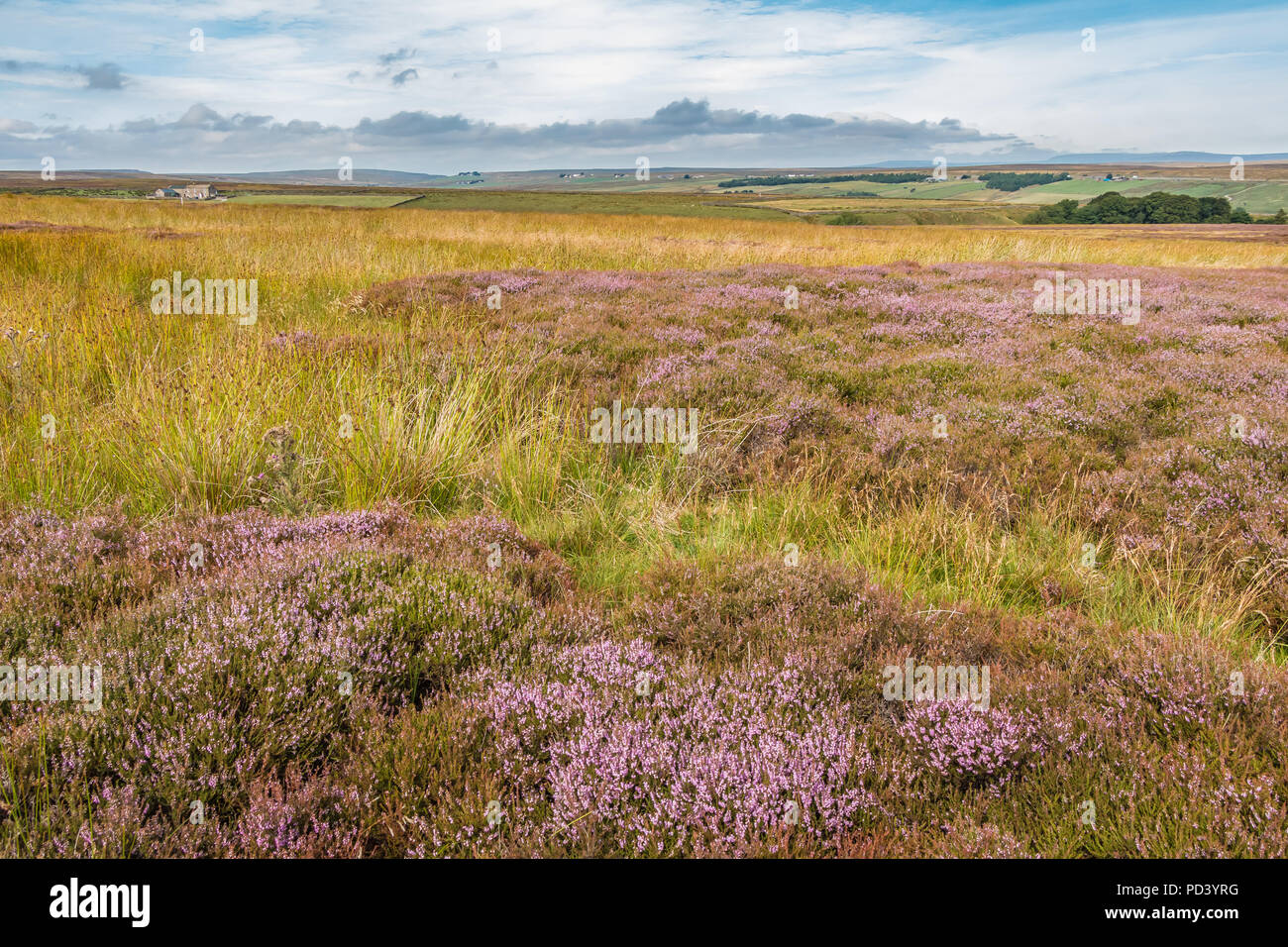 North Pennines AONB Landschaft, blühende Heide auf der Pennine Way an Bowes Moor, County Durham. Großbritannien Stockfoto