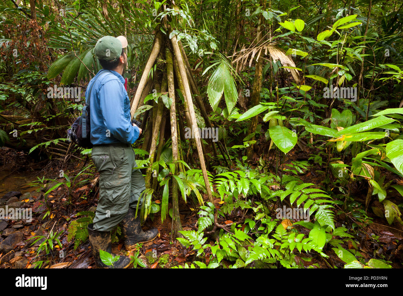 Naturführer Justo Camargo in der premontane feuchten tropischen Regenwald in Burbayar Naturschutzgebiet, Panama Provinz, Republik Panama. Stockfoto