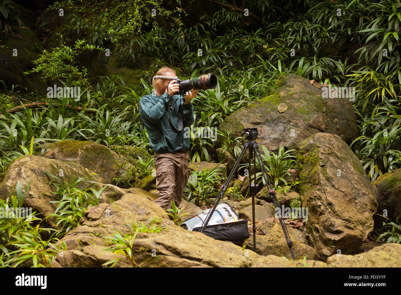 Wildlife Photographer Bilder die im Regenwald in der Nähe von Burbayar Lodge, El Llano, Republik Panama. Stockfoto