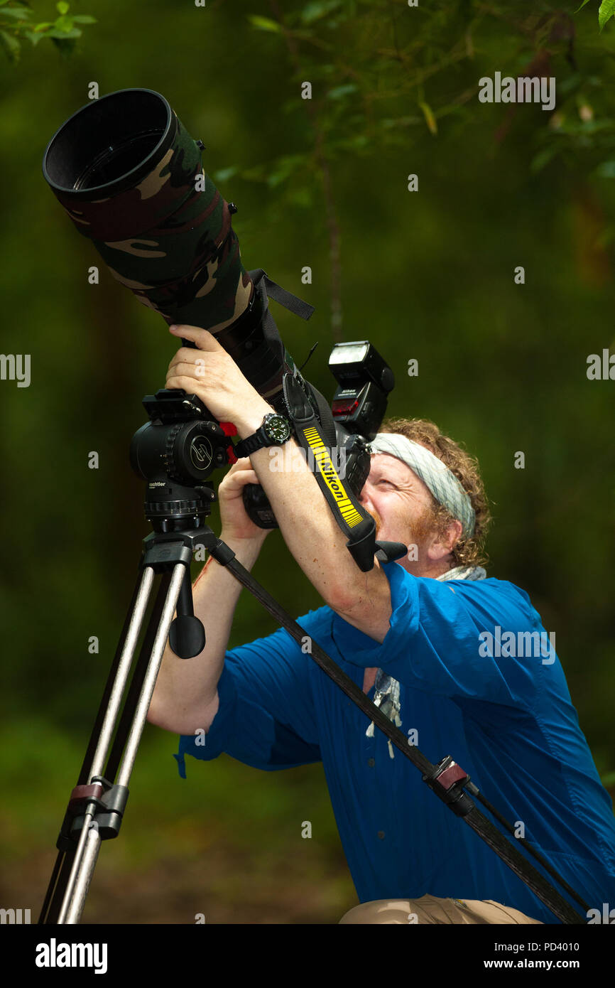 Naturfotograf mit Teleobjektiv im Regenwald von Soberania Nationalpark, Republik Panama. Stockfoto