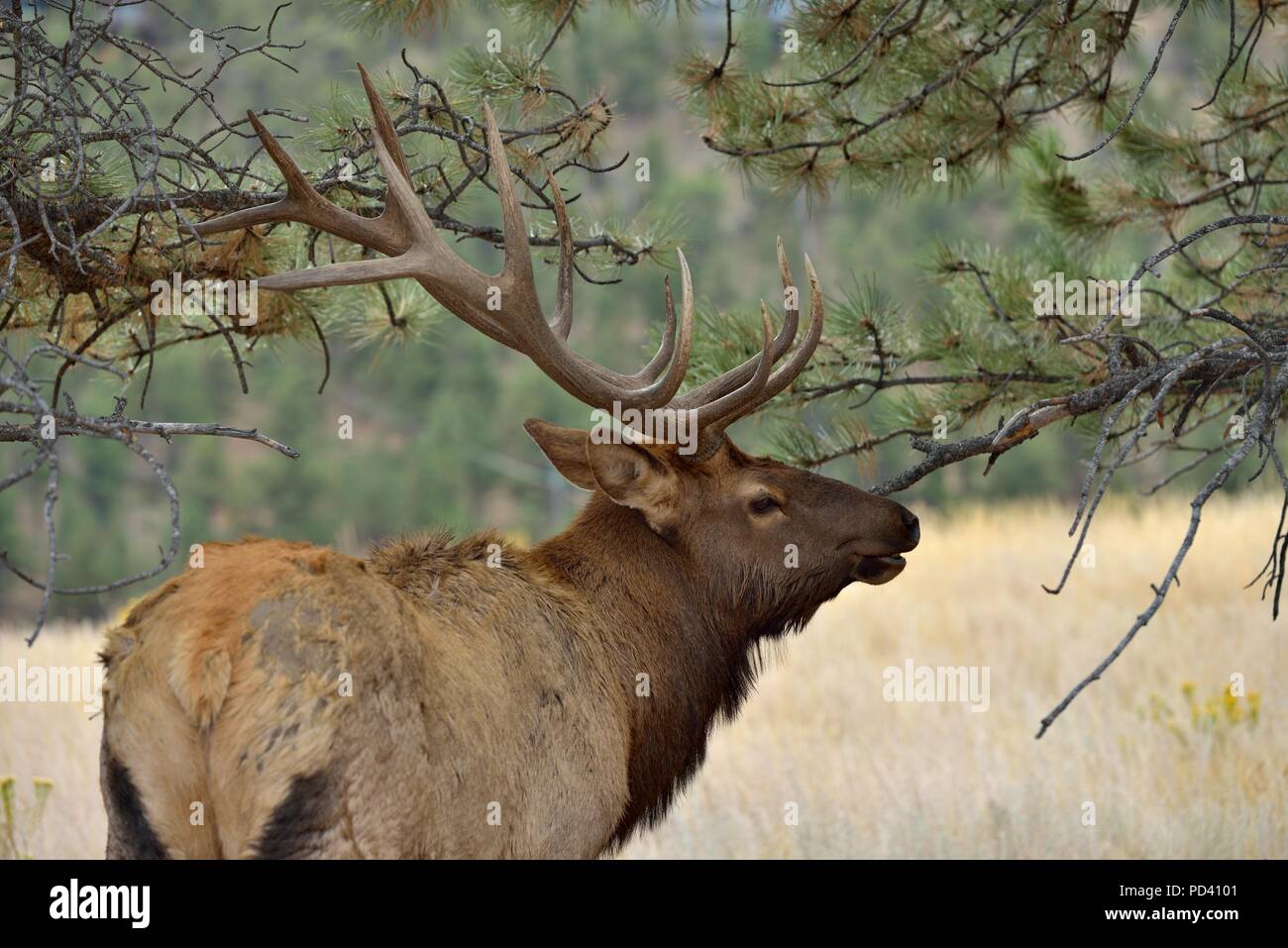 In den Wäldern - eine starke Reifen bull Elk, mit seinen massiven Geweih, Wandern zwischen Pinien auf einem hohen Berg Wiese. Rocky Mountain National Park. Stockfoto