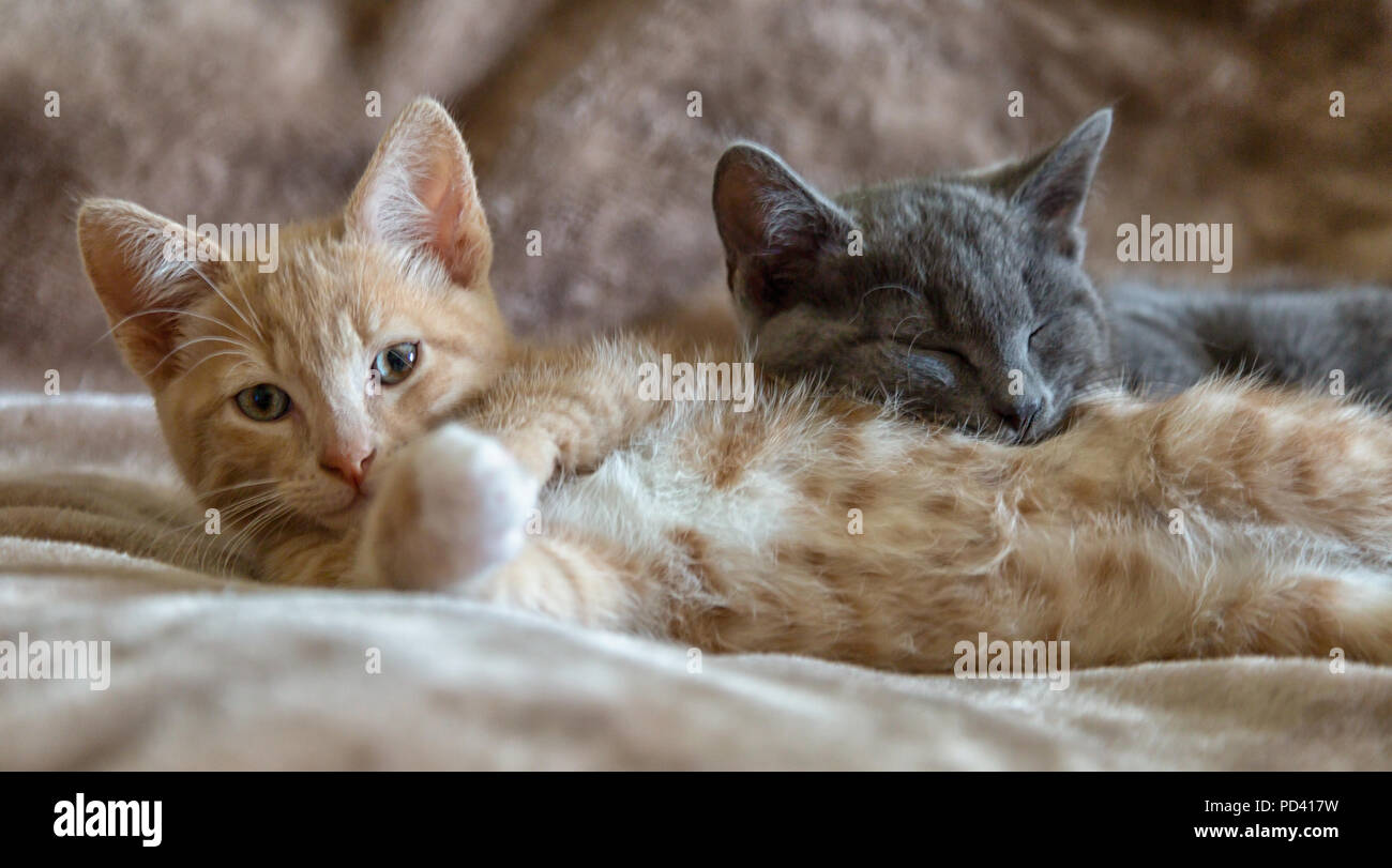 Kann ich Ihnen helfen? Stockfoto