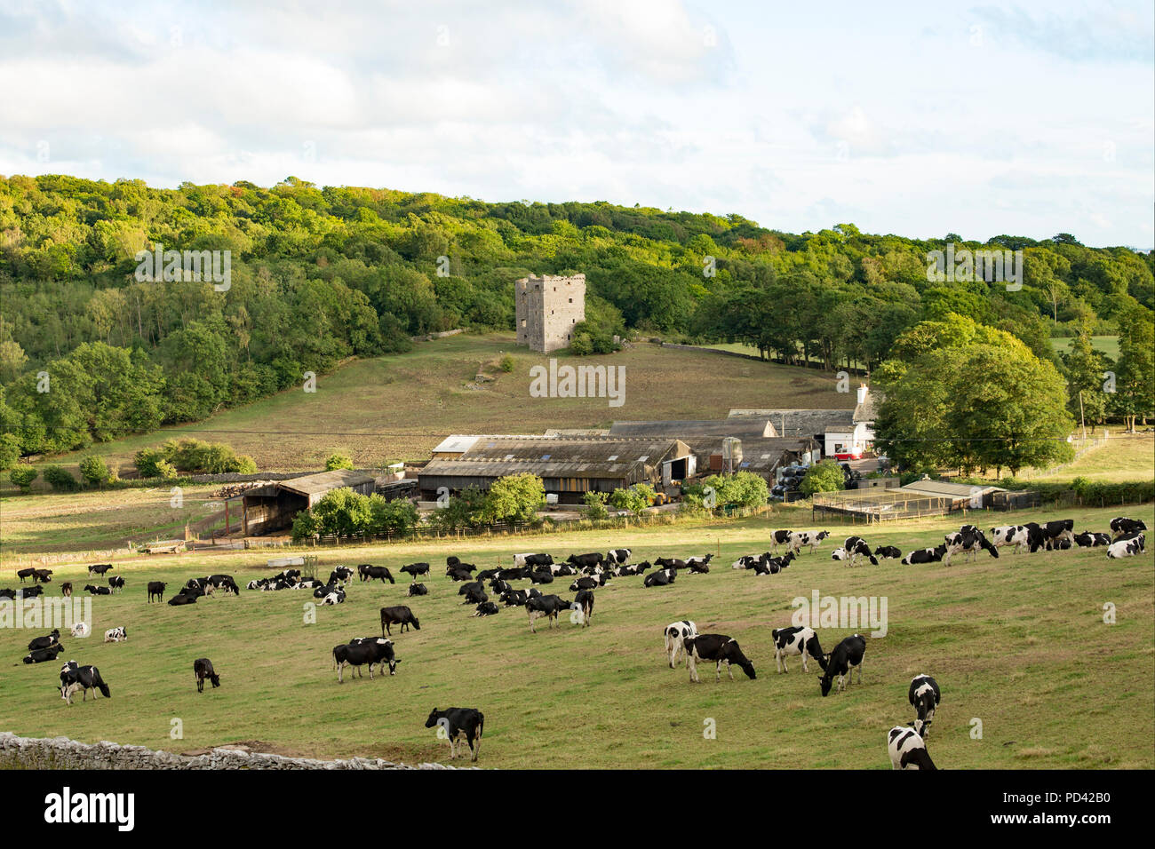 Rinder Fütterung in den Feldern unterhalb der Ruine der mittelalterlichen Arnside Turm, zwischen den Dörfern Arnside und Silverdale gelegen ist. Cumbria England U Stockfoto