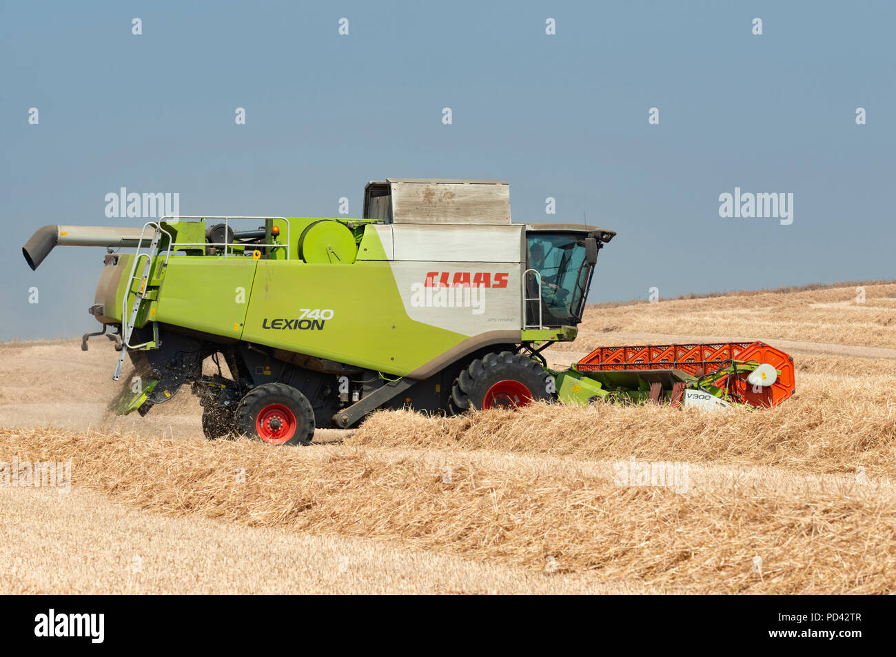 Klasse Lexion 740 Mähdrescher Feldhäcksler schneiden Weizen, Bawdsey, Suffolk, Großbritannien. Stockfoto