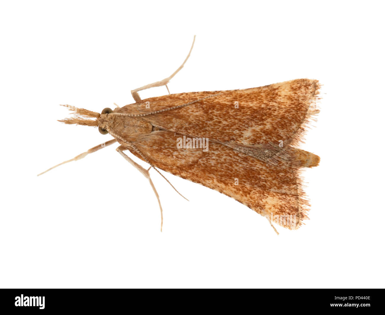 Synaphe punctalis ist eine Motte in der pyralidae Familie. Klein, Braun. Hier auf weißem Hintergrund. Stockfoto