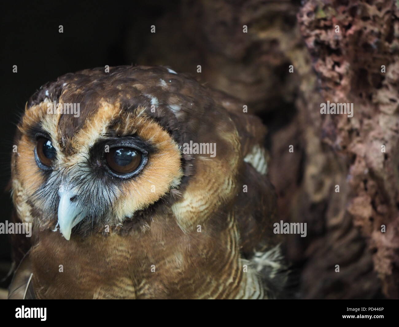 Braunes Holz Eule Portrait Stockfoto