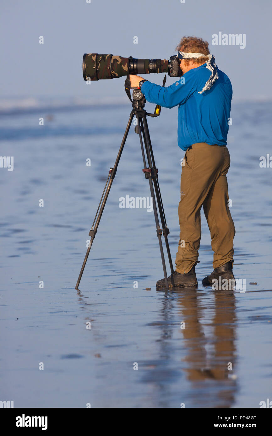 Naturfotograf mit großen Teleobjektiv bei Punta Chame an der Pazifischen Küste, Republik Panama. Stockfoto