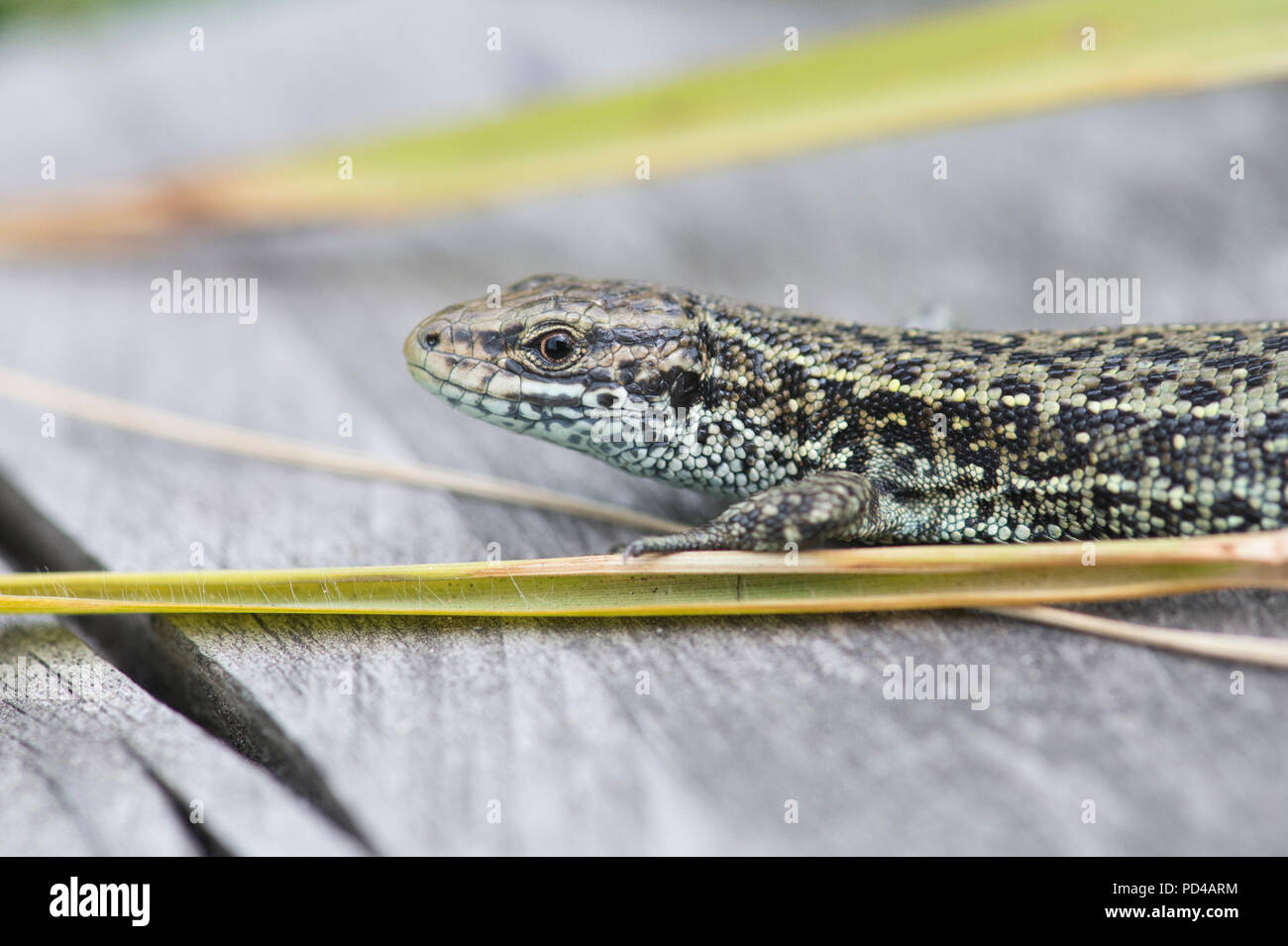 Gemeinsame oder lebendgebärend Eidechse (Zootoca Vivipara) Stockfoto