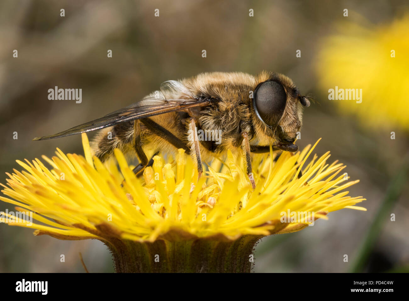 Eristalis pertinax Hoverfly auf huflattich Blüte. Tipperary, Irland Stockfoto