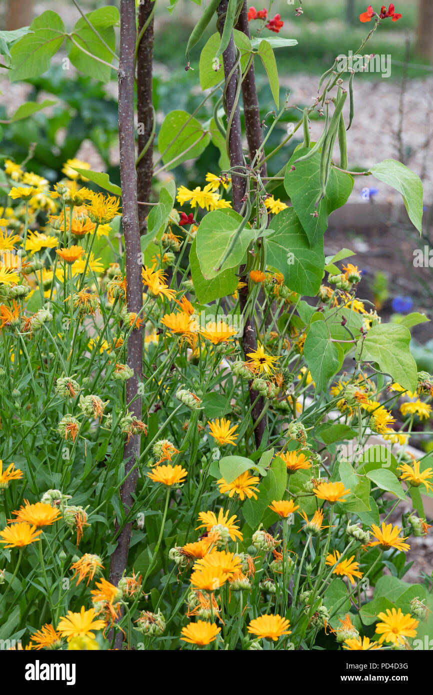 Calendula officinalis. Ringelblume Blumen unter Stangenbohnen auf eine Zuteilung zu wachsen. Großbritannien Stockfoto