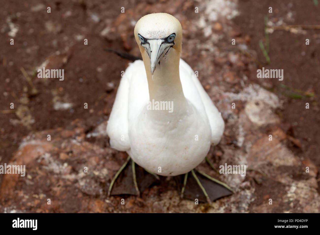 Northern Gannet (Morus bassanus) Verschachtelung auf die Insel Bonaventure, Kanada. Die Insel bietet Lebensraum für rund 60.000 Paare Basstölpel. Stockfoto
