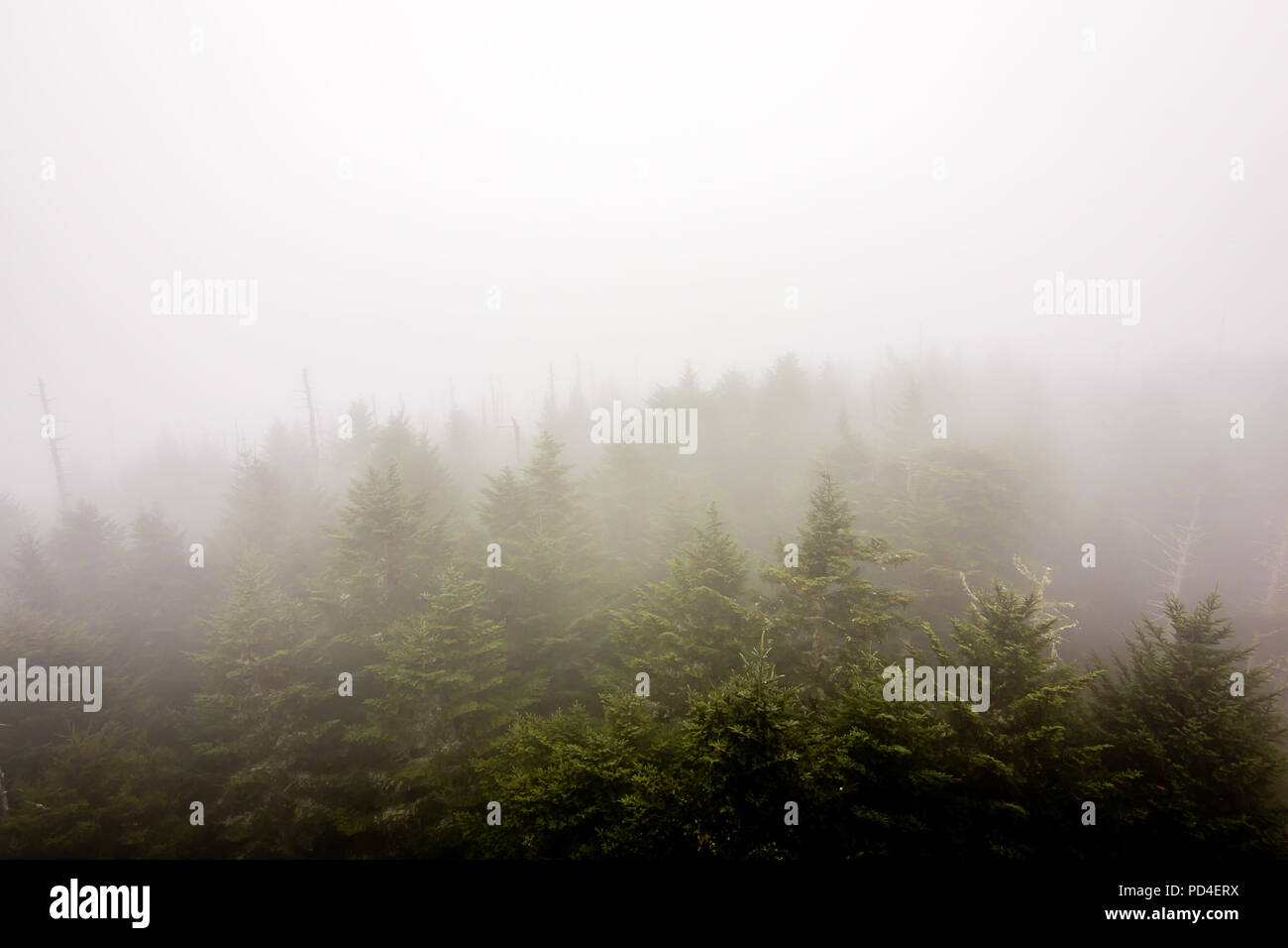 Nebel über Clingmans Dome Stockfoto