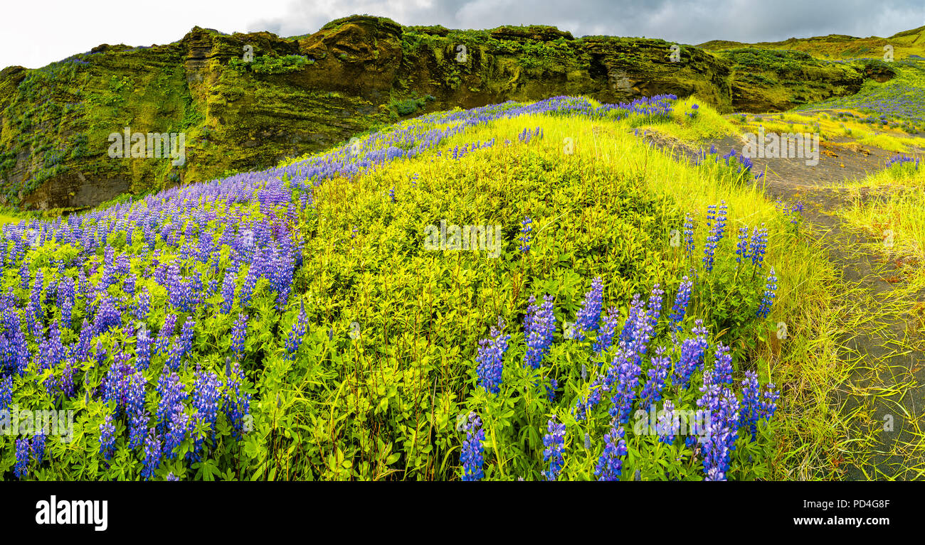 Schönen lila Lupin Nootka wiesen im Süden Islands, Anfang Sommer Stockfoto