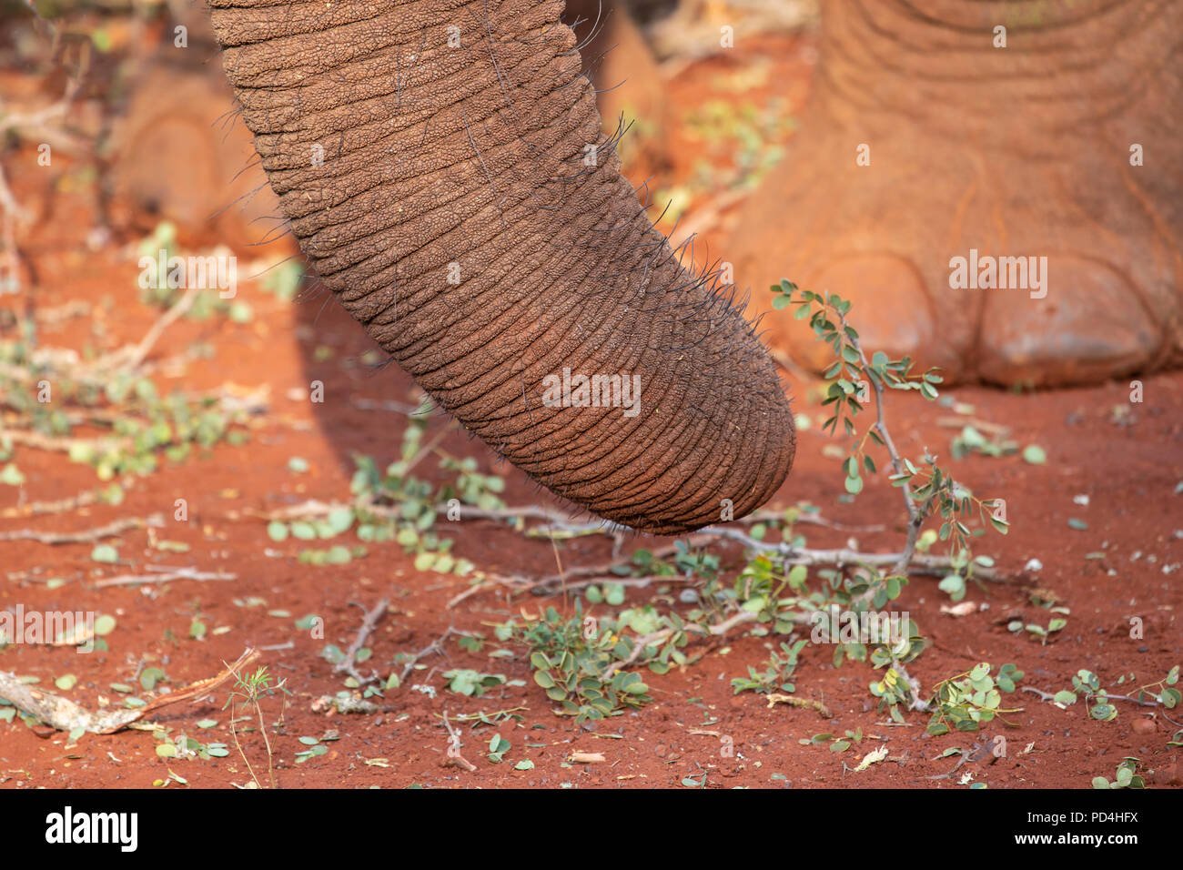 Nahaufnahme eines African Elephant Trunk Loxodonta africana mit einem Fuß im Hintergrund Stockfoto