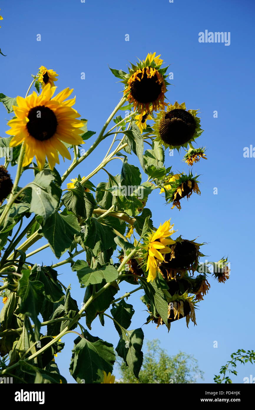 Getrocknete Sonnenblumen im Sommer Hitze nach Wochen ohne Regen - Globale Erwärmung Stockfoto