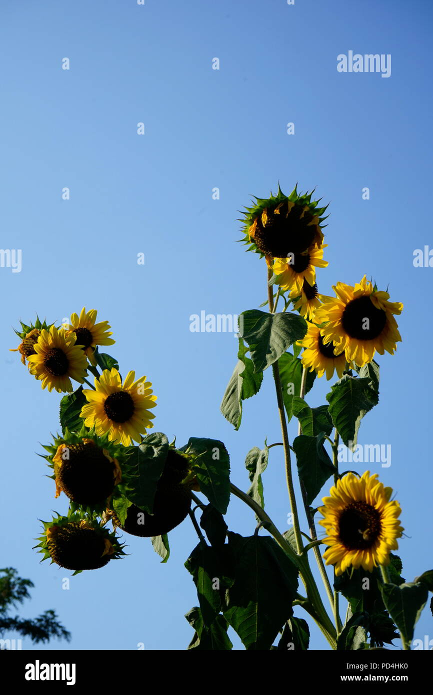 Getrocknete Sonnenblumen im Sommer Hitze nach Wochen ohne Regen - Globale Erwärmung Stockfoto