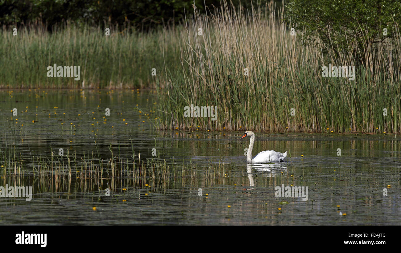 Der stumme Schwan (Cygnus olor) schwimmt im Teich mit Schilf im Hintergrund Stockfoto