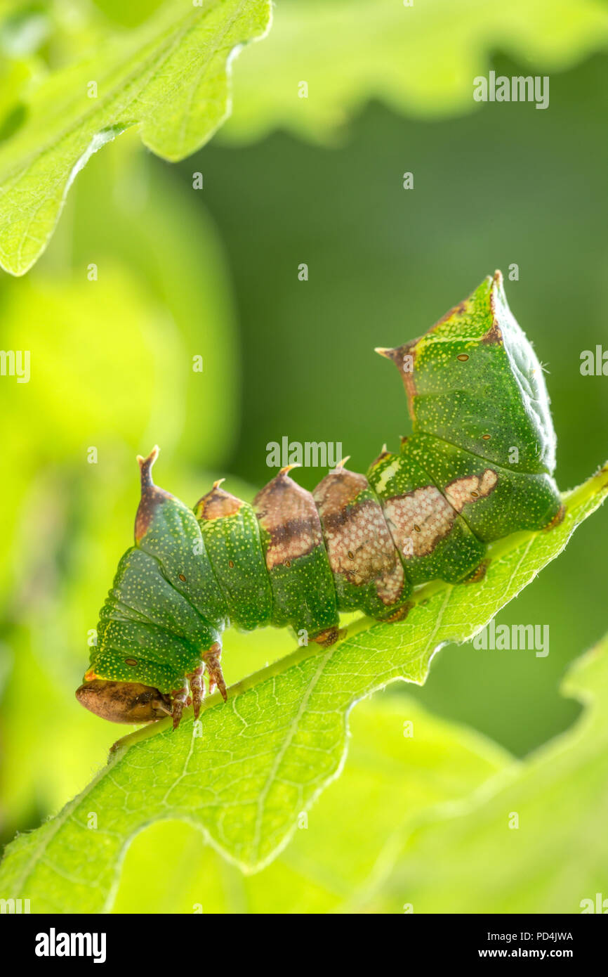 Insekt, Schweiz, Motten, Caterpillar, Tawny, vorstehend, Harpyia milhauseri Stockfoto