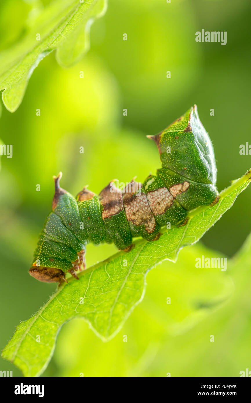 Insekt, Schweiz, Motten, Caterpillar, Tawny, vorstehend, Harpyia milhauseri Stockfoto