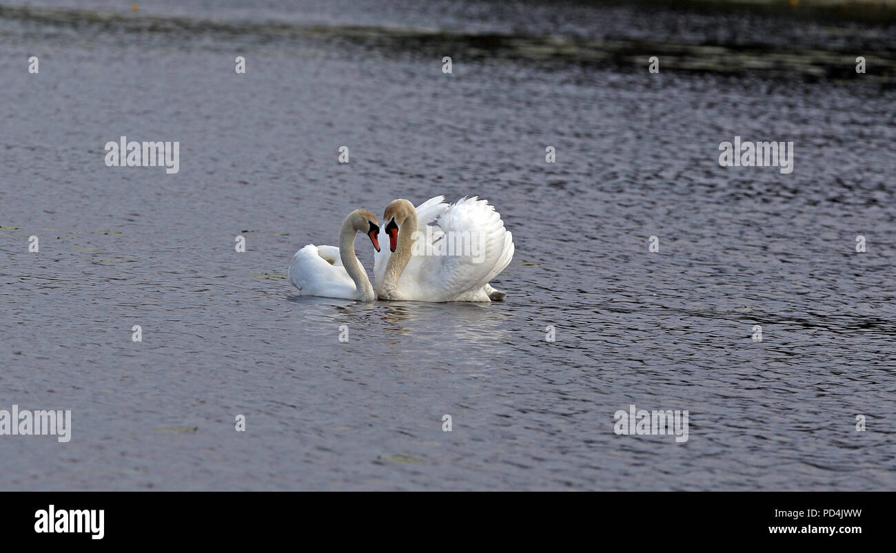 Mutes Schwanenpaar bei Paarungszeremonien. Serie von 3 Bildern Stockfoto