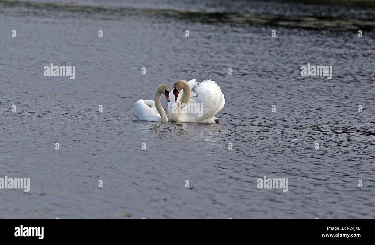 Mutes Schwanenpaar bei Paarungszeremonien. Serie von 3 Bildern Stockfoto