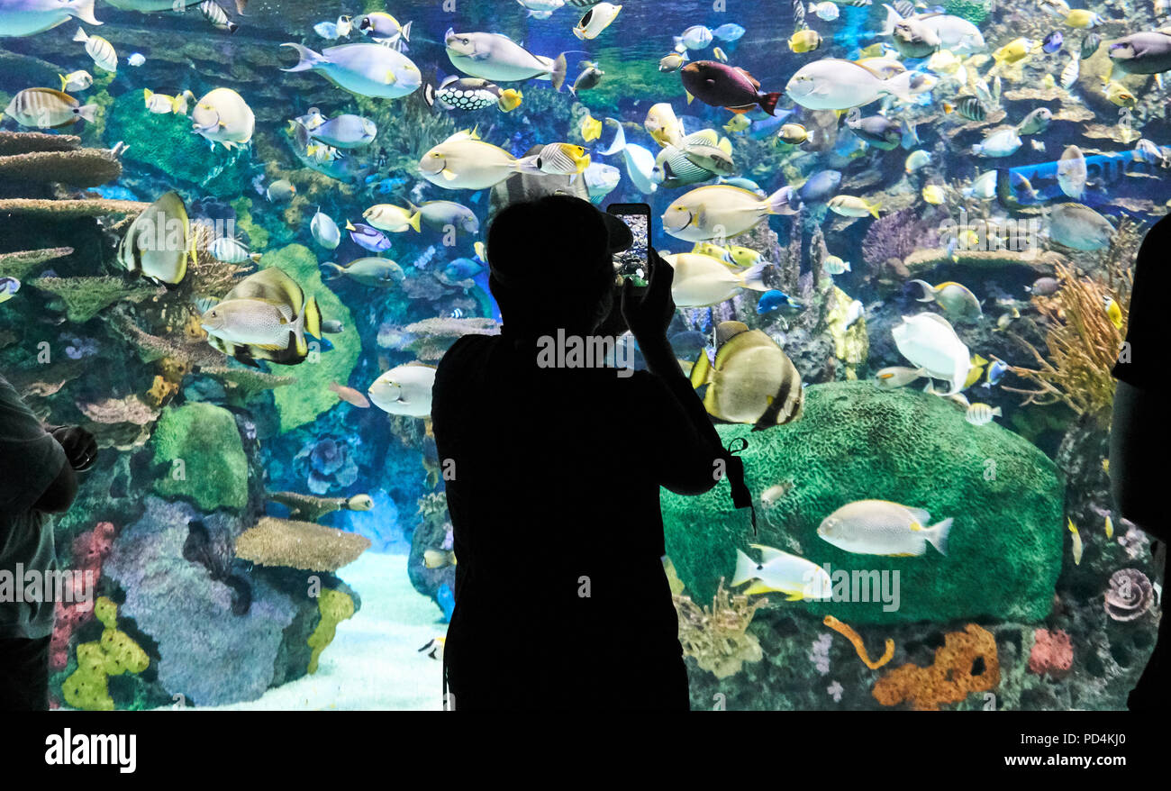 Ein Mann unter selfie in Toronto Aquarium. Ripley's Aquarium von Kanada ist eine öffentliche Aquarium in Toronto, Ontario, Kanada. Stockfoto