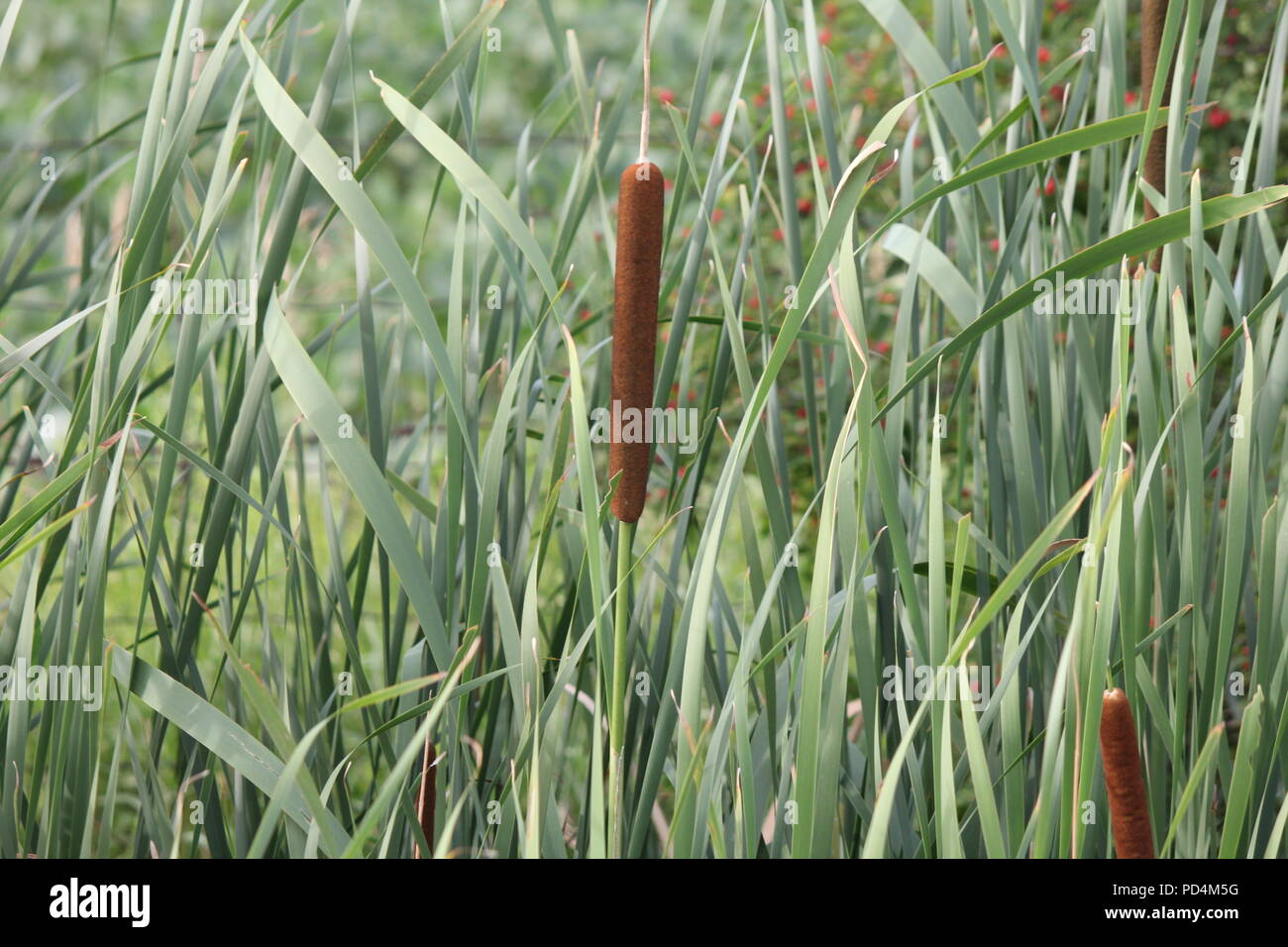 Cattail Kombischalter (Typha latifolia) sowohl mit männlichen (Gelb) und weibliche (braun) Teile in einem kleinen Graben Stockfoto