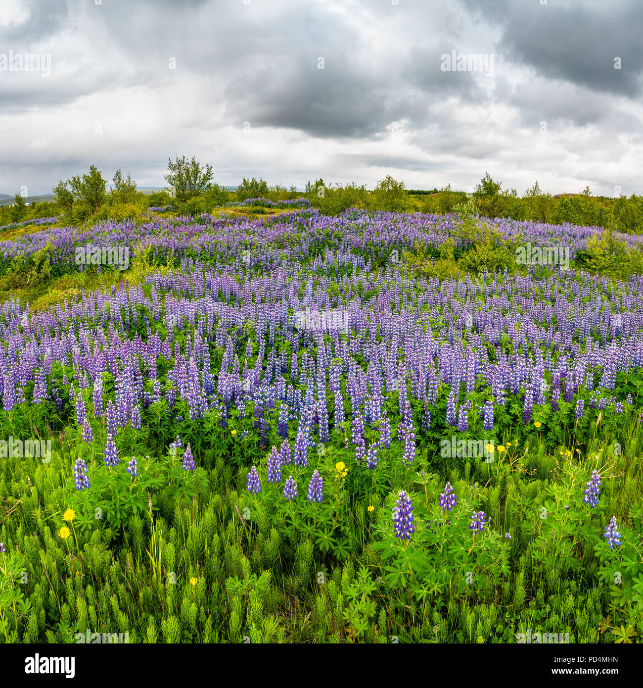 Schönen lila Lupin Nootka wiesen Feld am östlichen Island, Anfang Sommer Stockfoto