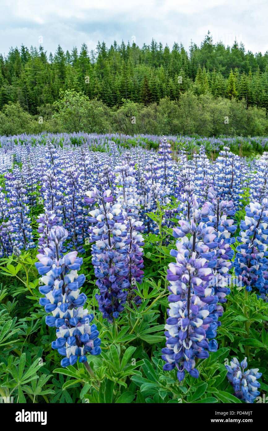 Schönen lila Lupin Nootka wiesen Feld am östlichen Island, Anfang Sommer Stockfoto