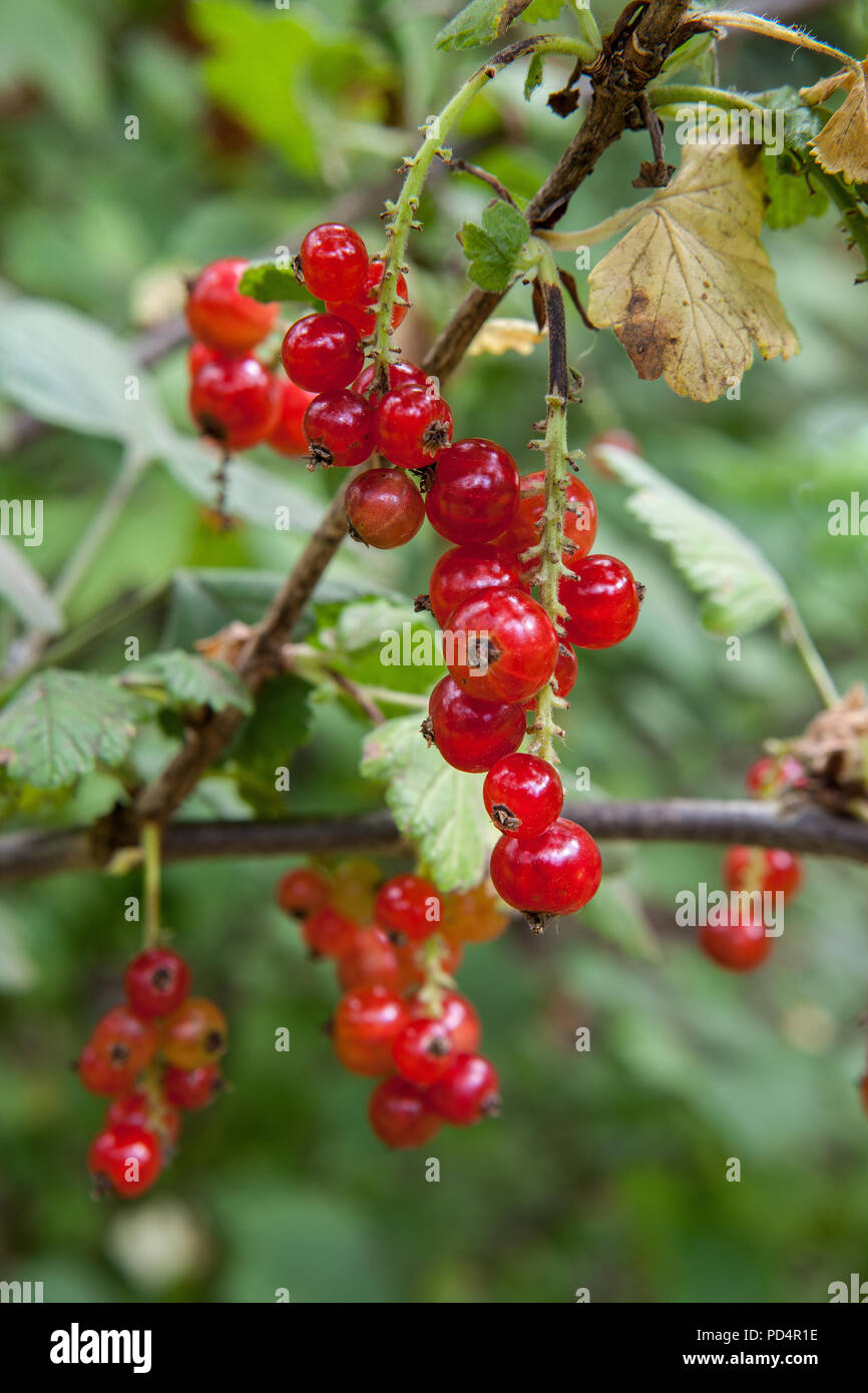 Rote Johannisbeerpflanze mit roten Früchten Stockfoto