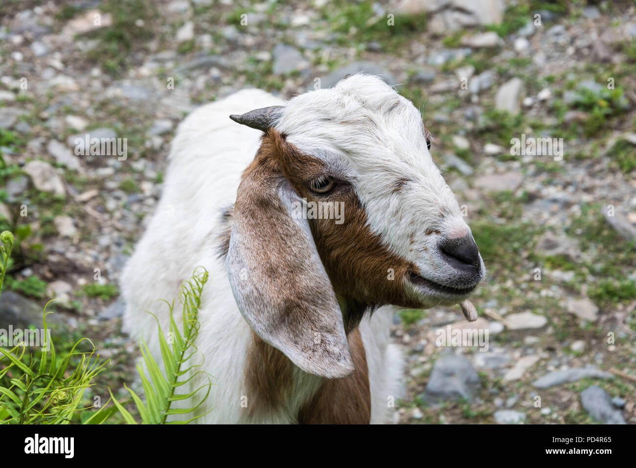 Junge weiße Ziege mit kleinen Hörnern auf Frühling. Stockfoto