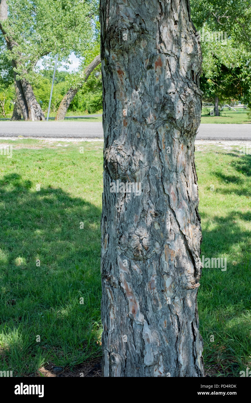 Der Stamm einer Pinie, Pinus, im Schatten. Wichita, Kansas, USA. Stockfoto