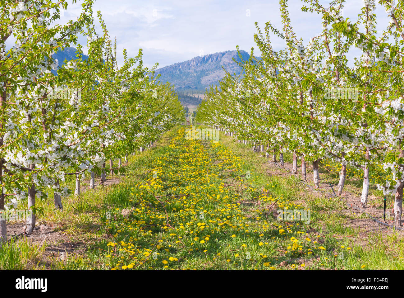 Blick nach unten Zeile der blühenden Apfelbäume im Obstgarten mit Löwenzahn Blumen im Gras und Berge im Hintergrund Stockfoto