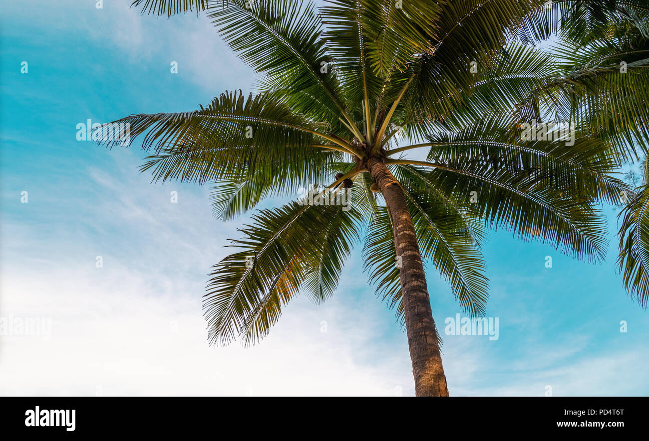 Grüne exotischen Palmen o0 n der Strand vor blauem Himmel mit Sonnenschein Hintergrund mit Kopie Raum Stockfoto