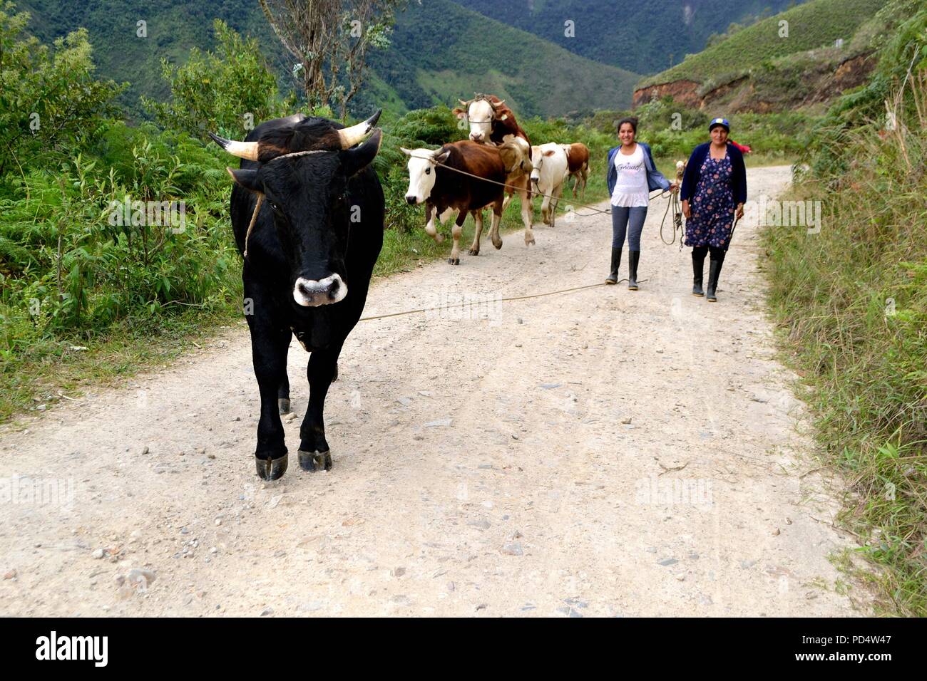 Stier in El Carmen DE LA FRONTERA - Ecuador border-Huancabamba. Abteilung von Piura. PERU Stockfoto