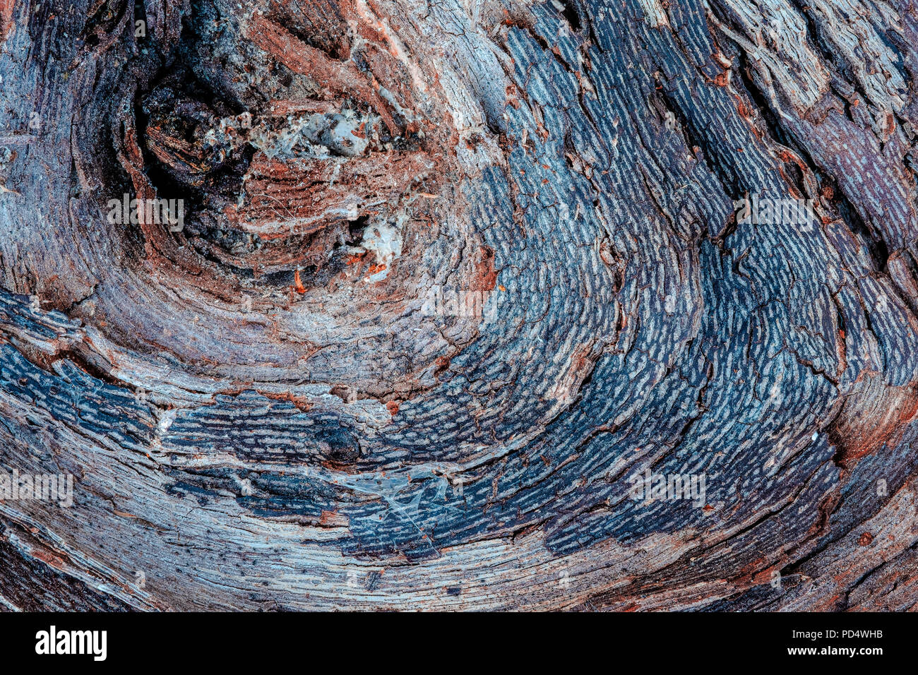 Die reichhaltige Textur von verwittertem Holz, mit Rissen und Farben der Erde. Stockfoto
