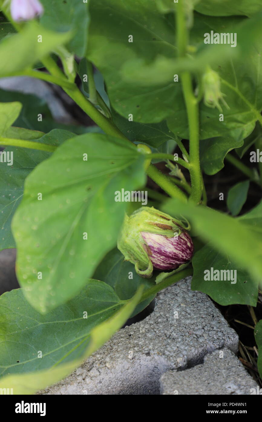 45+ Aubergine Gemüsegarten, Auberginen sind ein beliebtes gemüse im