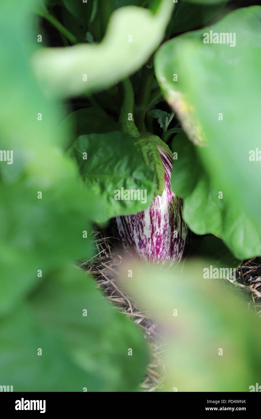 Plant garden aubergine Fotos und Bildmaterial in hoher Auflösung Alamy