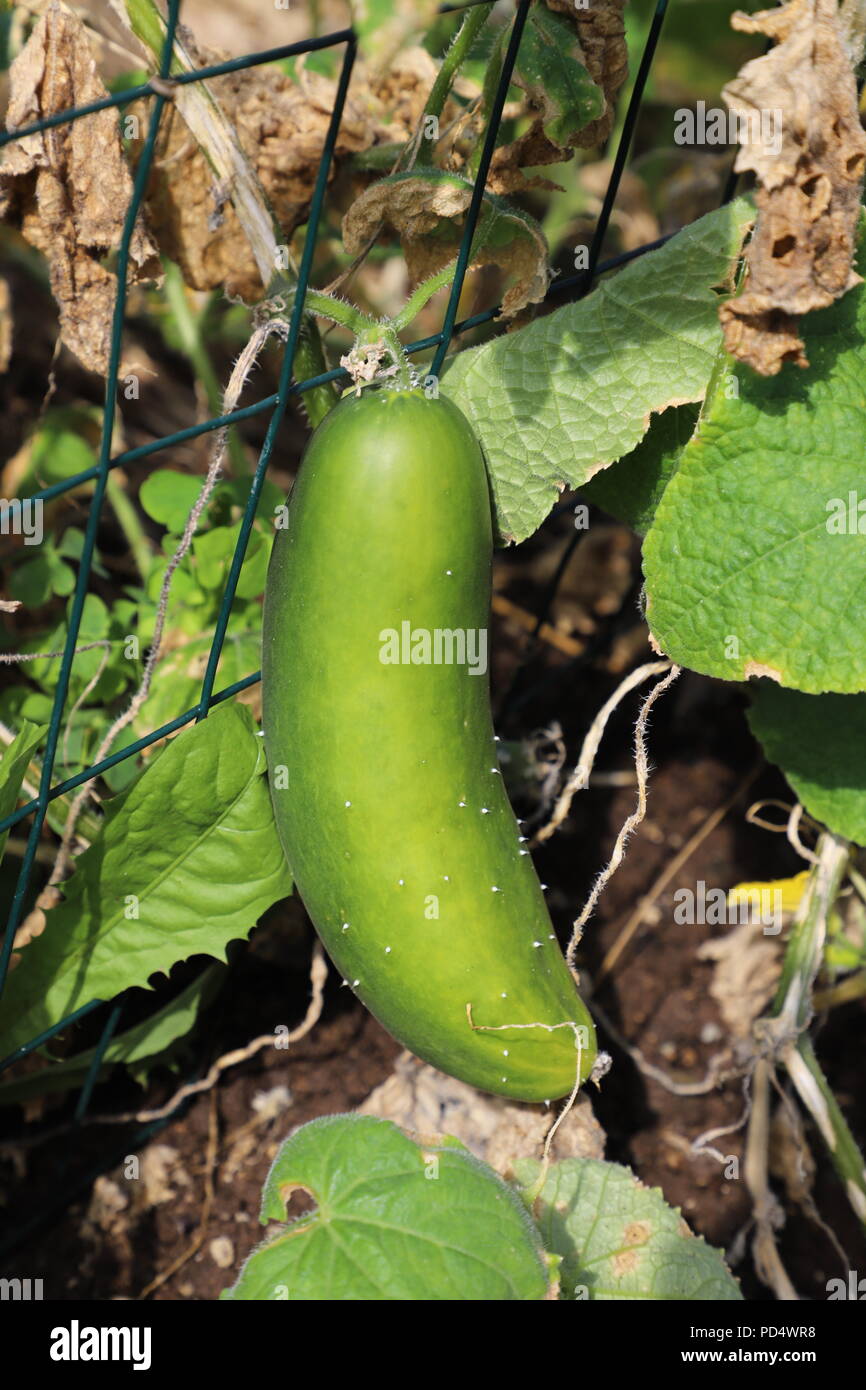 Bauernhof pflanze gurke Fotos und Bildmaterial in hoher Auflösung Alamy